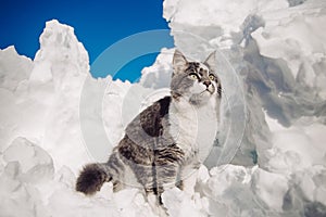 Cat animals winter Ãâ°ÃÂ° snow